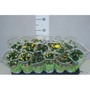 Chrysanth Gemengd