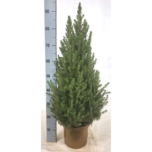 Picea glauca Conica 23Ø 100cm