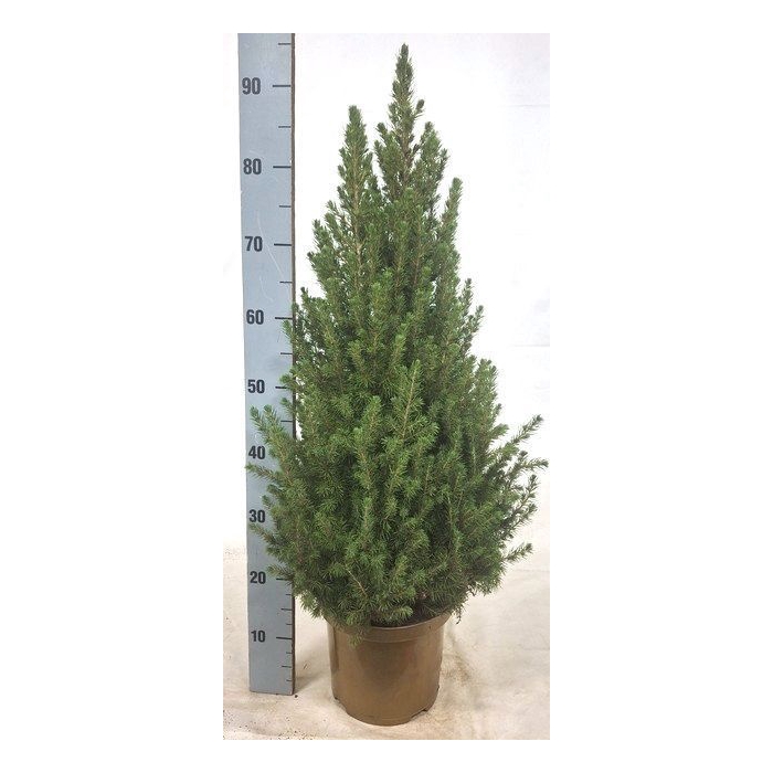 <h4>Picea glauca Conica 23Ø 95cm</h4>