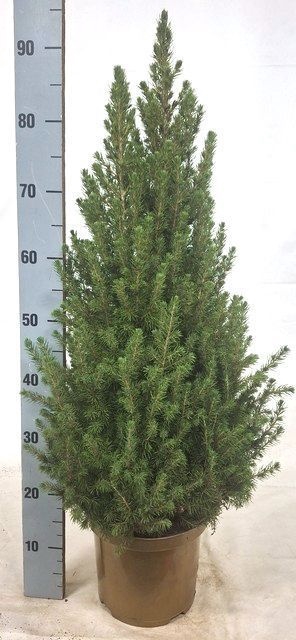 Picea glauca Conica 23Ø 100cm