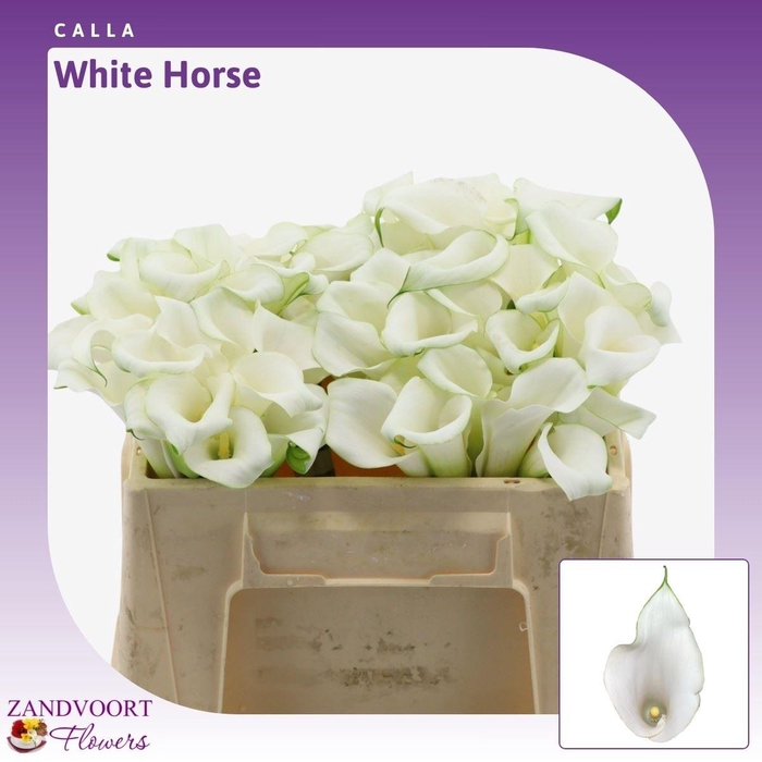 <h4>Calla Whitehorse</h4>