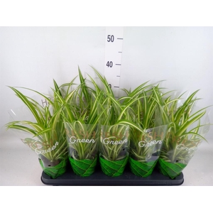 Chlorophytum com. 'Vittatum'