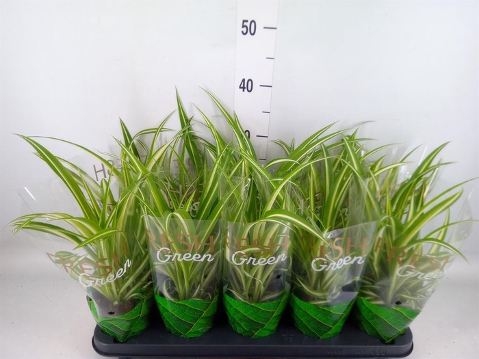 <h4>Chlorophytum com. 'Vittatum'</h4>