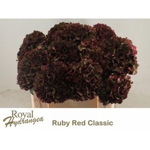 HYDR M MAG RUBYRD CL