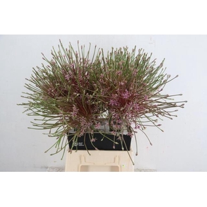 ALLIUM SCHUBERTII
