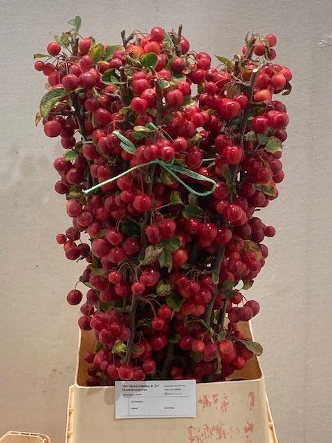 <h4>MALUS RED SENTINEL</h4>