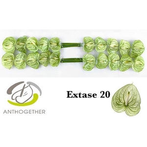 Anth Extase