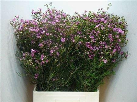 <h4>Chame Un Jupiter</h4>