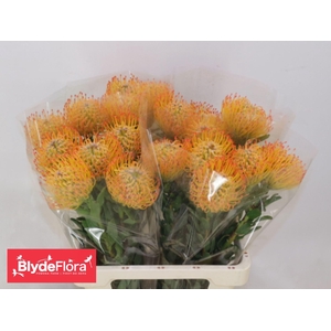 LEUCOSPERMUM  'AYOBA SUN'