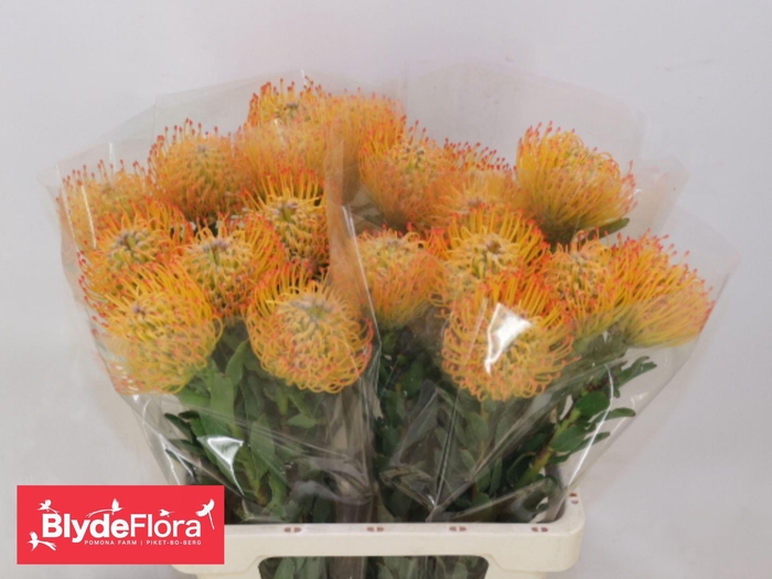 <h4>LEUCOSPERMUM  'AYOBA SUN'</h4>