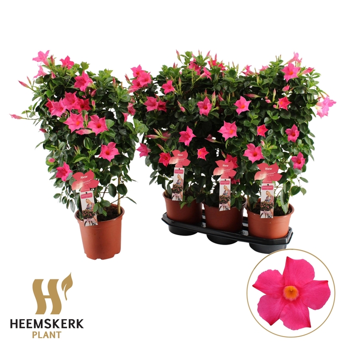 <h4>MANDE SUMMERST PINK</h4>