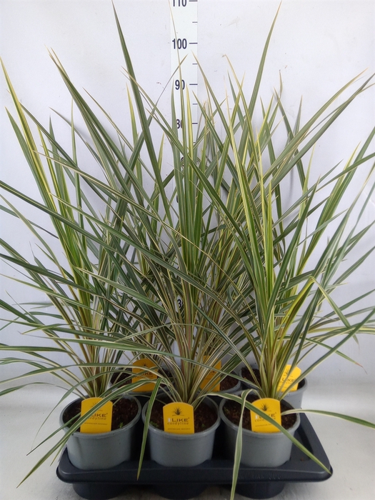 <h4>Cordyline austr. 'Variegata'</h4>