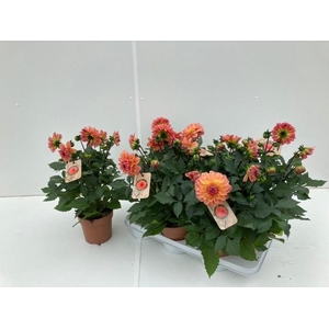 DAHL GARDEN PEACH