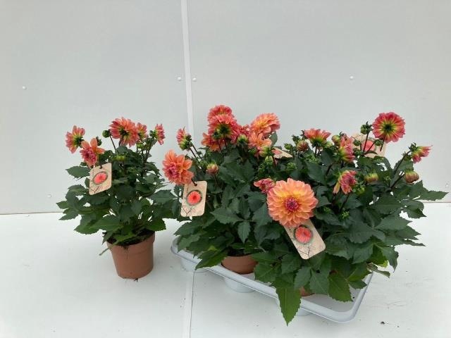 <h4>DAHL GARDEN PEACH</h4>
