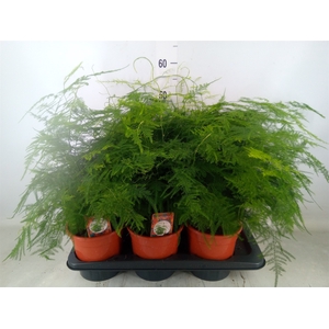Asparagus setaceus