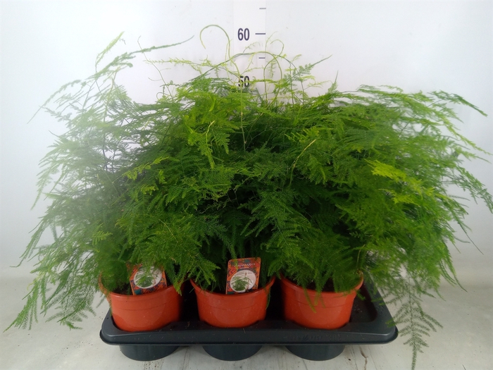 <h4>Asparagus setaceus</h4>