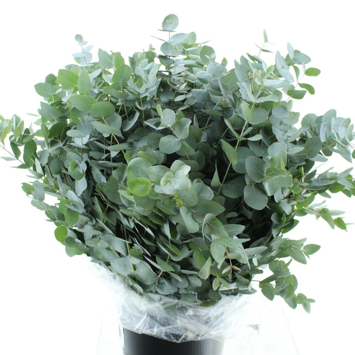 <h4>Euca Cinerea Long 400grams</h4>