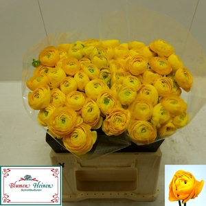 RANUNCULUS OV