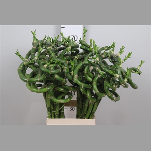 Drac Lucky Bamboo 070cm