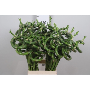 Drac Lucky Bamboo 080cm