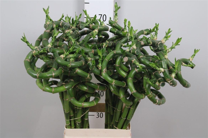 <h4>Drac Lucky Bamboo 080cm</h4>