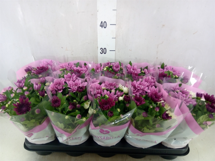 <h4>Chrysanthemum   ..mix/pot</h4>