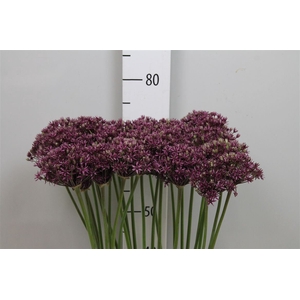 Allium Miami