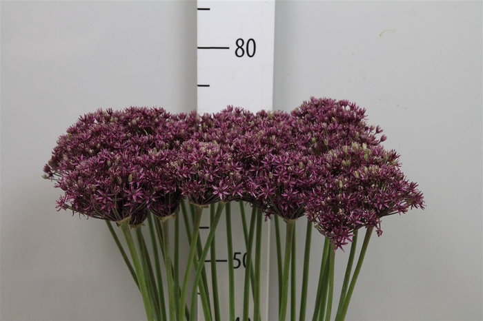 Allium Miami