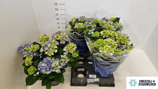 <h4>HYDR M EARLY BLUE</h4>