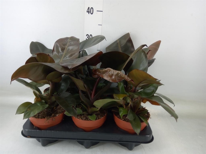 <h4>Philodendron   ...</h4>