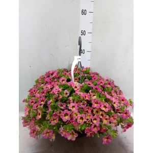 Calibrachoa   ...mix