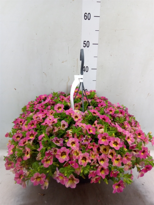 <h4>Calibrachoa   ...mix</h4>