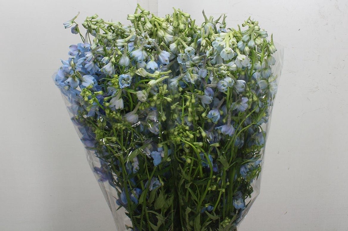 <h4>Delph En Ballkleid</h4>