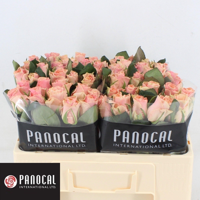 <h4>R GR SWEET TACAZZI+</h4>