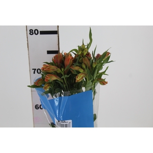 ALSTROEMERIA ORANGE QUEEN 080 CM