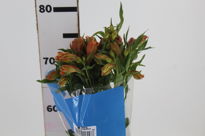 <h4>ALSTROEMERIA ORANGE QUEEN 080 CM</h4>