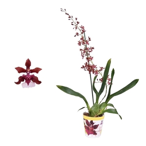 Oncidium 'Cherry Baby' 1 tak 12 cm met potcover