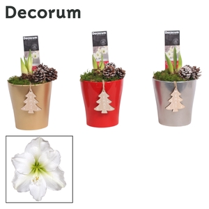 Hippeastrum Wit 2 Knop Amy KERST (Decorum)