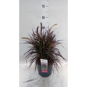 Pennisetum advena 'Tiny Tails'