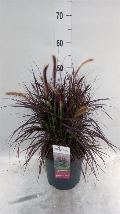 <h4>Pennisetum advena 'Tiny Tails'</h4>