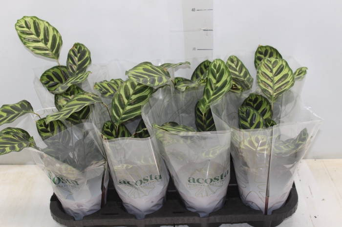 <h4>CALATHEA MAKOYAMA P12</h4>