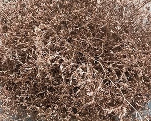 <h4>Limonium Beltlaard Klb Champagne</h4>