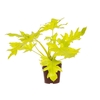 PHILODENDRON SELLOUM GOLD P17