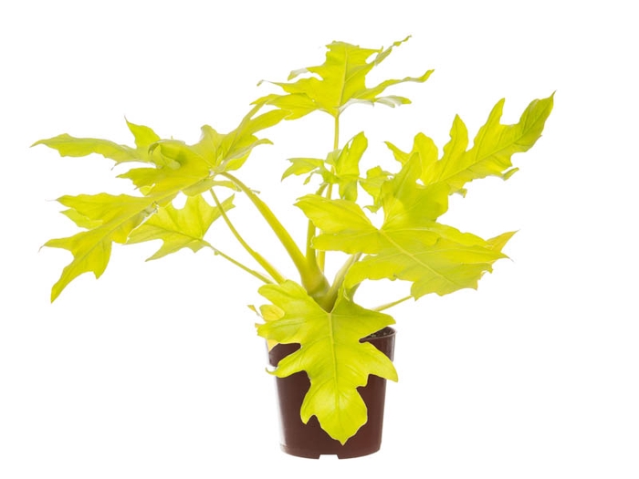 PHILODENDRON SELLOUM GOLD P17