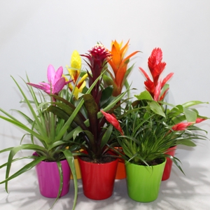 Bromelia Adventure Coco Mix