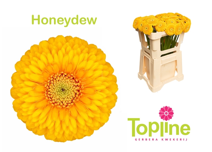 <h4>GE MB POM HONEYDEW</h4>