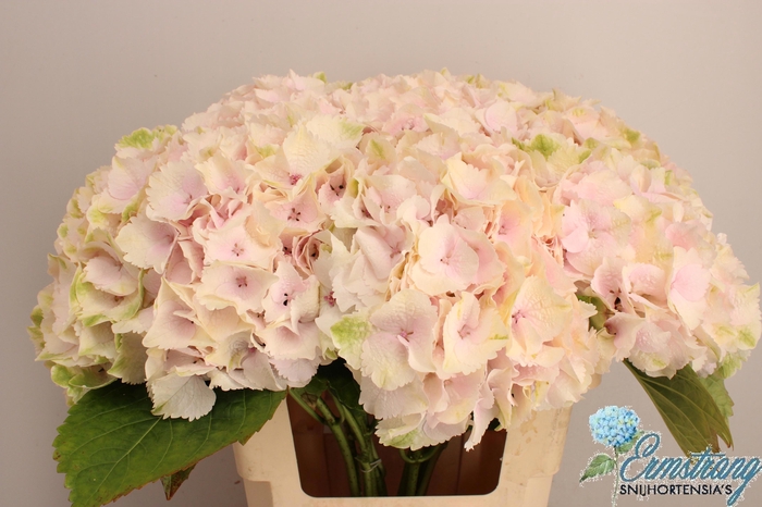 <h4>HYDR M MAG EMERALD</h4>