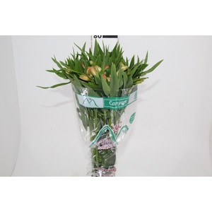 ALSTROEMERIA CANYON 080 CM