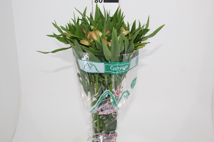 ALSTROEMERIA CANYON 080 CM