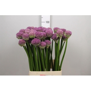 Allium Gladiator